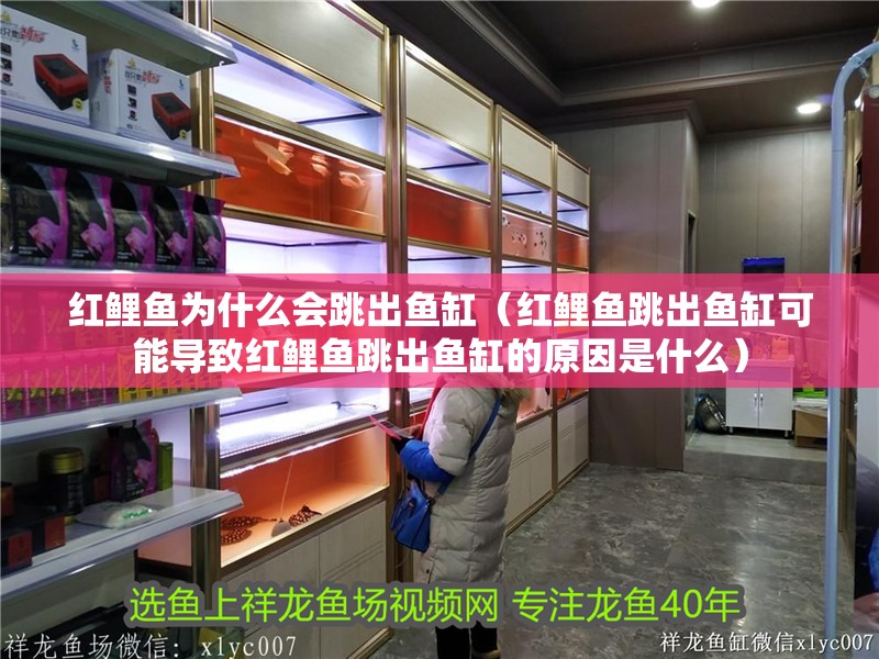 紅鯉魚為什么會跳出魚缸（紅鯉魚跳出魚缸可能導致紅鯉魚跳出魚缸的原因是什么）