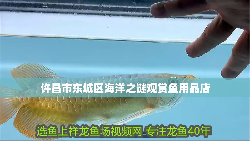 許昌市東城區海洋之謎觀賞魚用品店
