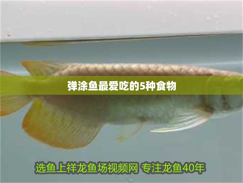 彈涂魚最愛吃的5種食物 彈涂魚最愛吃的5種食物 龍魚論壇