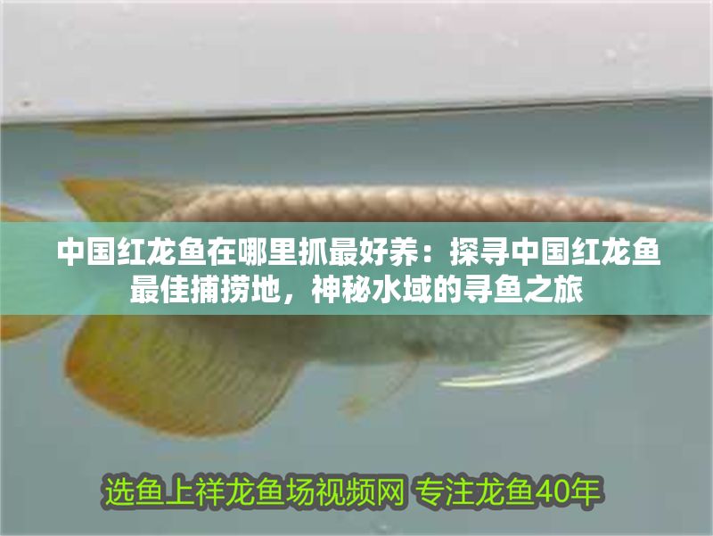 中國紅龍魚在哪里抓最好養：探尋中國紅龍魚最佳捕撈地，神秘水域的尋魚之旅