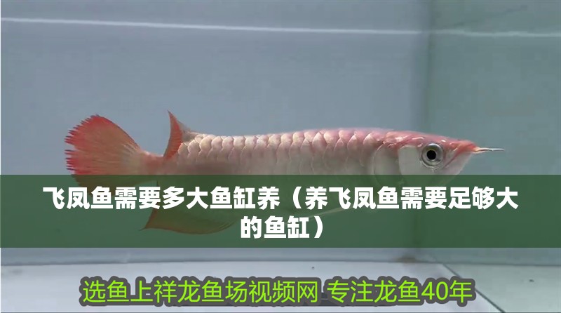 紅龍魚用黃燈烤有用嗎 飛鳳魚需要多大魚缸養(yǎng)(養(yǎng)飛鳳魚需要足夠大的魚缸) 魚缸百科 飛鳳魚需要多大魚缸養(yǎng)(養(yǎng)飛鳳魚需要足夠大的魚缸) 飛鳳魚需要多大魚缸養(yǎng)(養(yǎng)飛鳳魚需要足夠大的魚缸) 魚缸百科