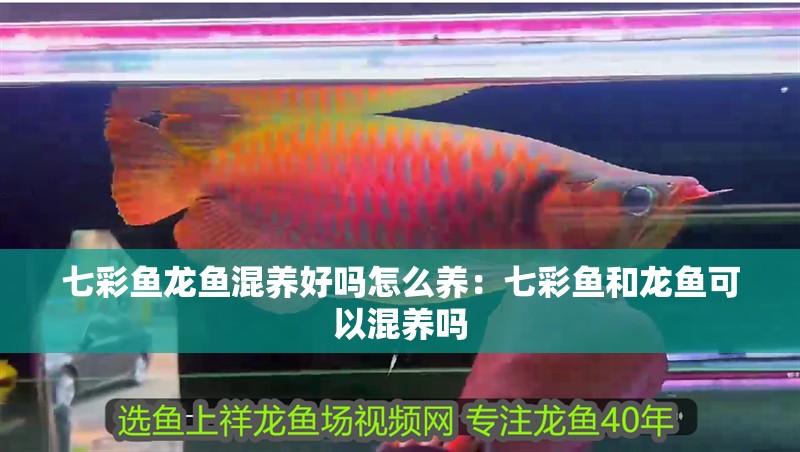 給大魚缸換水的作文:體驗給大魚缸換水的樂趣:體驗給大魚缸換水:給大魚缸換水的作文 七彩魚龍魚混養(yǎng)好嗎怎么養(yǎng):七彩魚和龍魚可以混養(yǎng)嗎 龍魚百科 七彩魚龍魚混養(yǎng)好嗎怎么養(yǎng):七彩魚和龍魚可以混養(yǎng)嗎 七彩魚龍魚混養(yǎng)好嗎怎么養(yǎng):七彩魚和龍魚可以混養(yǎng)嗎 龍魚百科