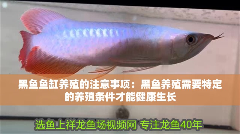 黑魚魚缸養(yǎng)殖的注意事項：黑魚養(yǎng)殖需要特定的養(yǎng)殖條件才能健康生長