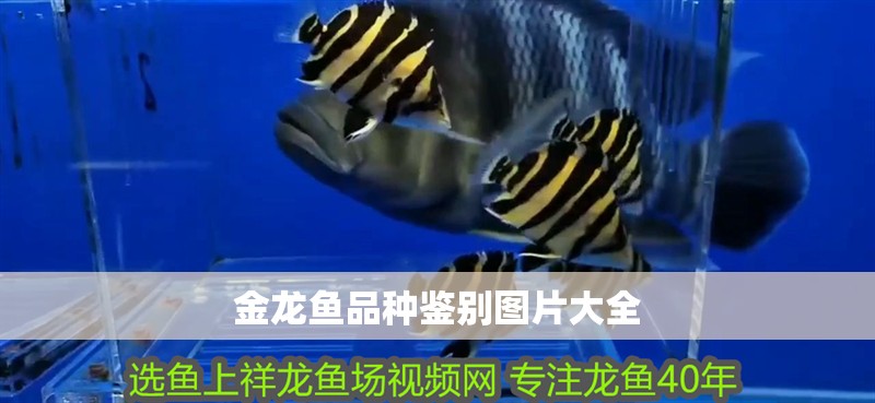 金龍魚品種鑒別圖片大全