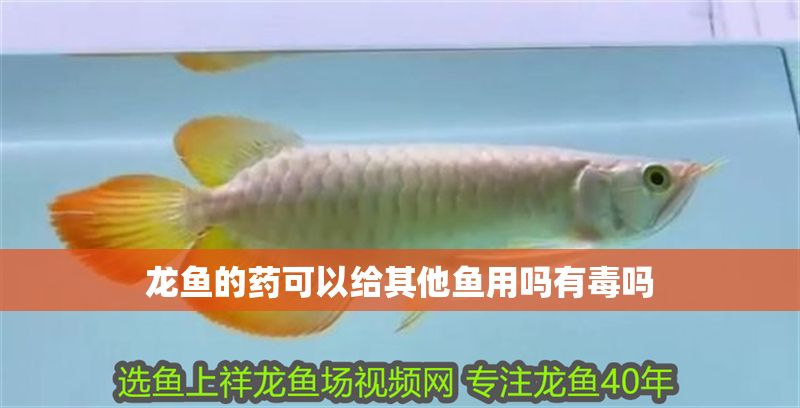 龍魚的藥可以給其他魚用嗎有毒嗎