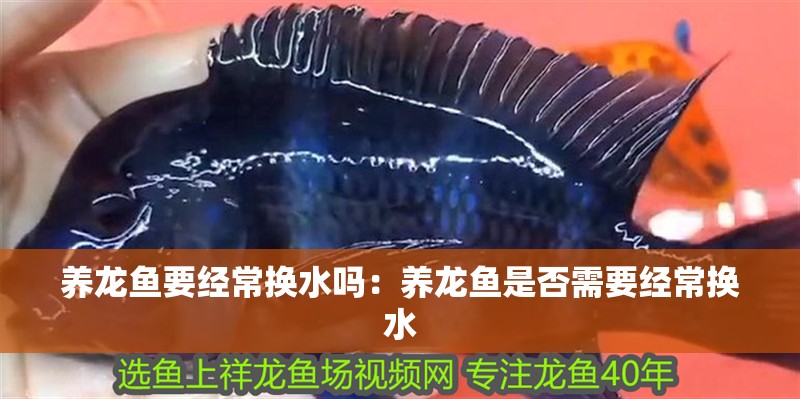 養龍魚要經常換水嗎：養龍魚是否需要經常換水