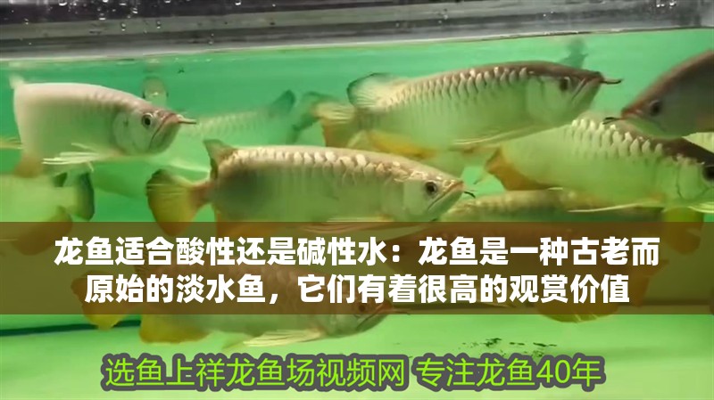 龍魚適合酸性還是堿性水：龍魚是一種古老而原始的淡水魚，它們有著很高的觀賞價值