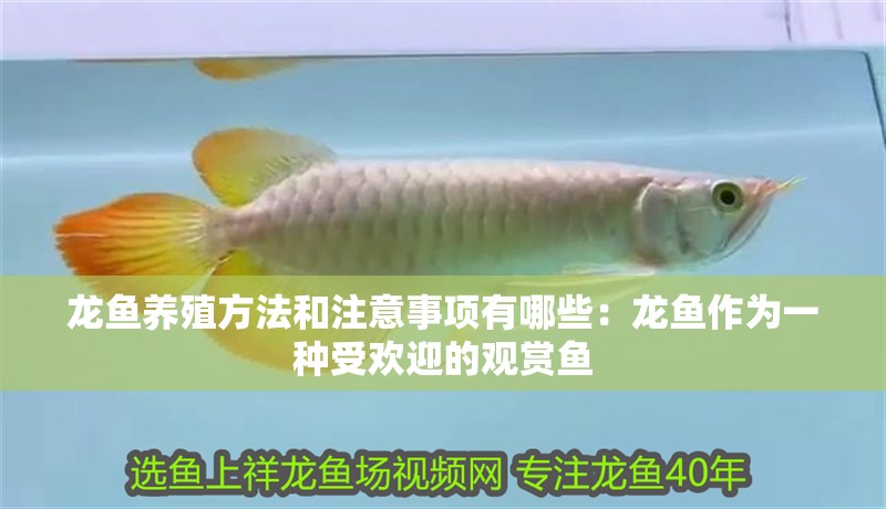 龍魚養殖方法和注意事項有哪些：龍魚作為一種受歡迎的觀賞魚