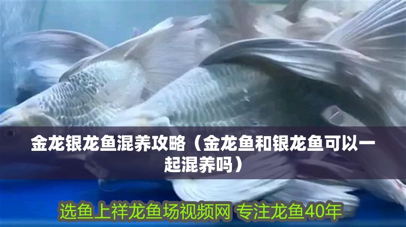 金龍銀龍魚混養攻略（金龍魚和銀龍魚可以一起混養嗎）