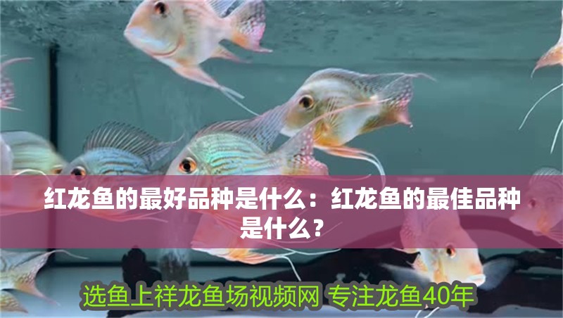 紅龍魚(yú)的最好品種是什么：紅龍魚(yú)的最佳品種是什么？ 紅龍魚(yú)的最好品種是什么：紅龍魚(yú)的最佳品種是什么？ 龍魚(yú)百科
