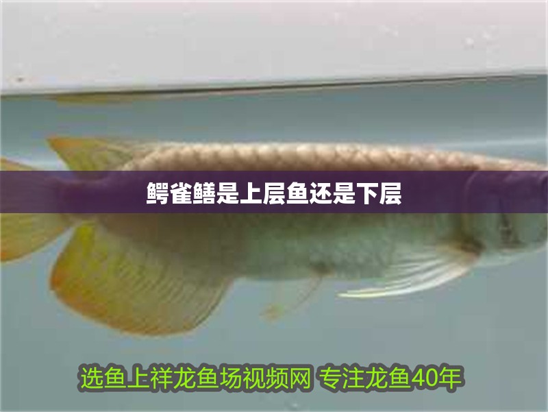 龍魚怕什么 鱷雀鱔是上層魚還是下層 龍魚論壇 鱷雀鱔是上層魚還是下層 鱷雀鱔是上層魚還是下層 龍魚論壇