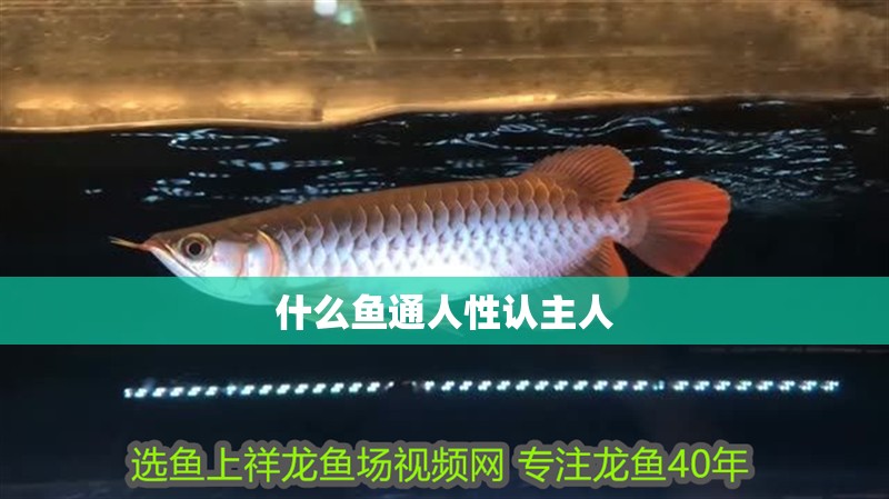 什么魚通人性認主人