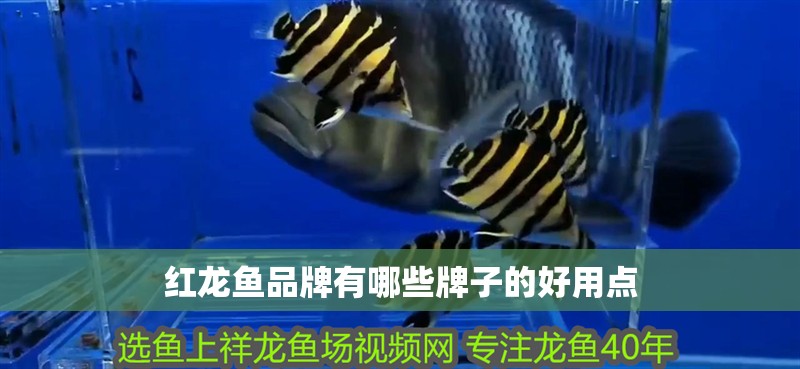 紅龍魚品牌有哪些牌子的好用點