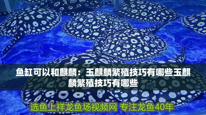 魚缸可以和麒麟：玉麒麟繁殖技巧有哪些玉麒麟繁殖技巧有哪些