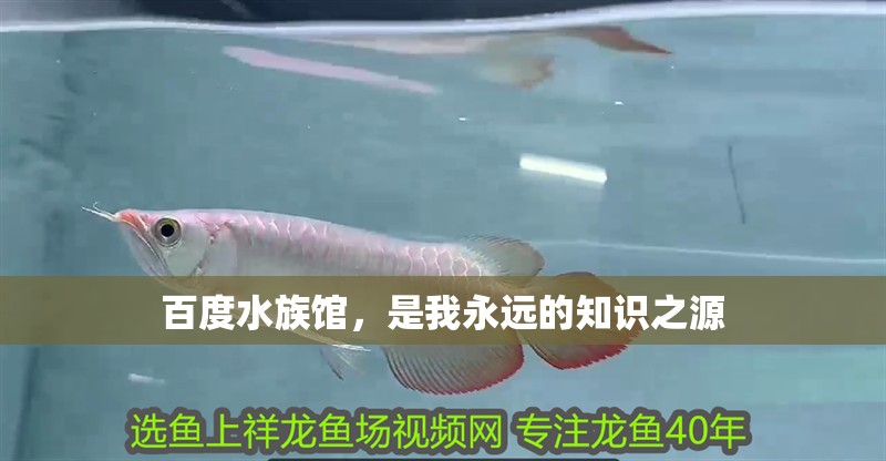 百度水族館，是我永遠的知識之源
