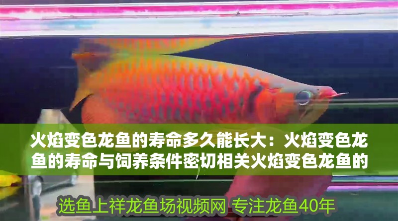 火焰變色龍魚(yú)的壽命多久能長(zhǎng)大：火焰變色龍魚(yú)的壽命與飼養(yǎng)條件密切相關(guān)火焰變色龍魚(yú)的壽命與飼養(yǎng)條件密切相關(guān) 火焰變色龍魚(yú)的壽命多久能長(zhǎng)大：火焰變色龍魚(yú)的壽命與飼養(yǎng)條件密切相關(guān)火焰變色龍魚(yú)的壽命與飼養(yǎng)條件密切相關(guān) 龍魚(yú)百科