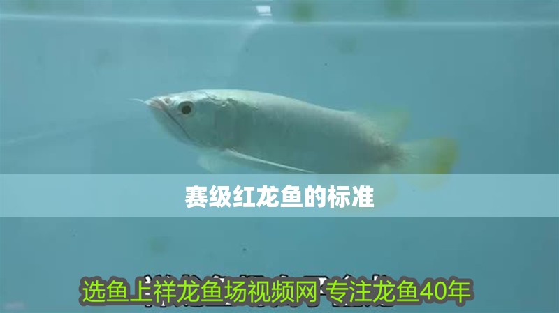 賽級紅龍魚的標準
