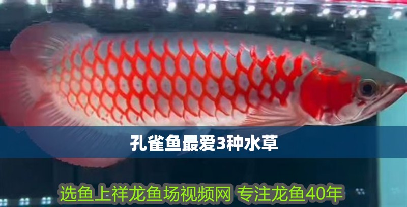 孔雀魚最愛3種水草