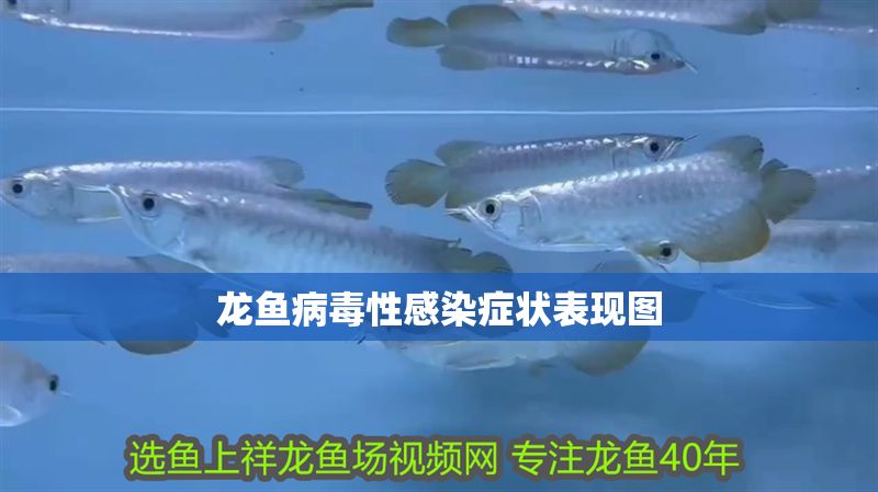 龍魚病毒性感染癥狀表現圖