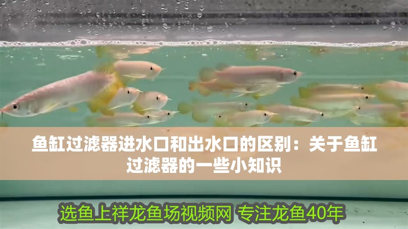 魚缸過濾器進水口和出水口的區別：關于魚缸過濾器的一些小知識