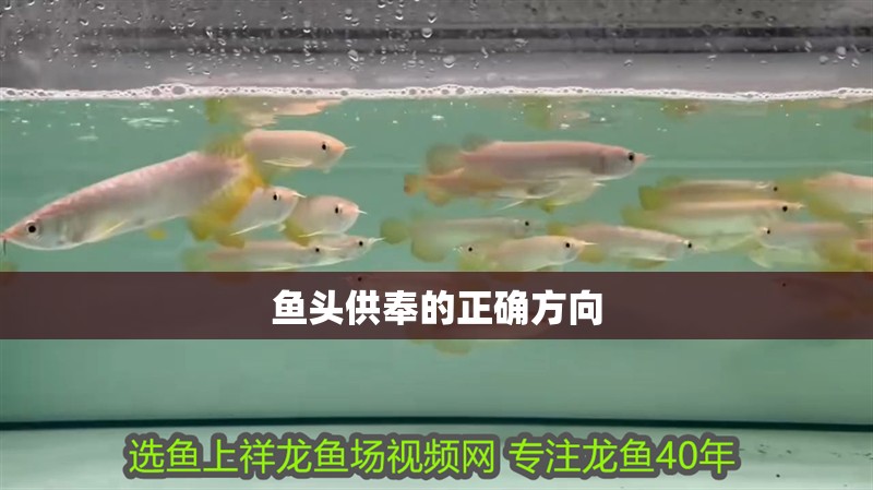 魚頭供奉的正確方向