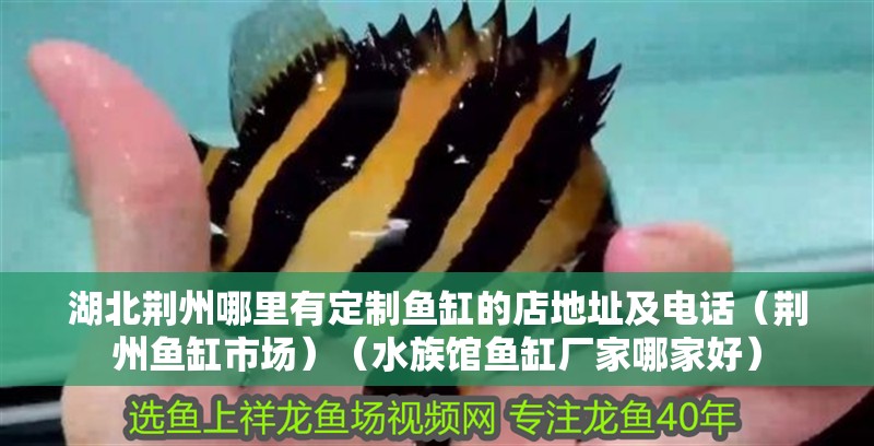 湖北荊州哪里有定制魚缸的店地址及電話（荊州魚缸市場）（水族館魚缸廠家哪家好） 湖北荊州哪里有定制魚缸的店地址及電話（荊州魚缸市場）（水族館魚缸廠家哪家好） 魚缸百科