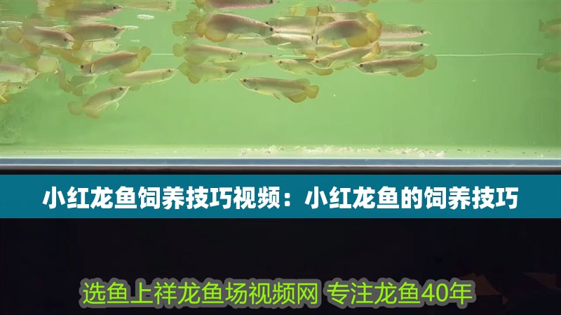 小紅龍魚(yú)飼養(yǎng)技巧視頻：小紅龍魚(yú)的飼養(yǎng)技巧