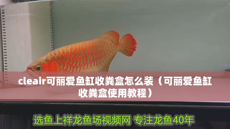 cleair可麗愛魚缸收糞盒怎么裝（可麗愛魚缸收糞盒使用教程）