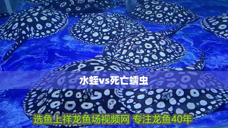 水蛭vs死亡蠕蟲