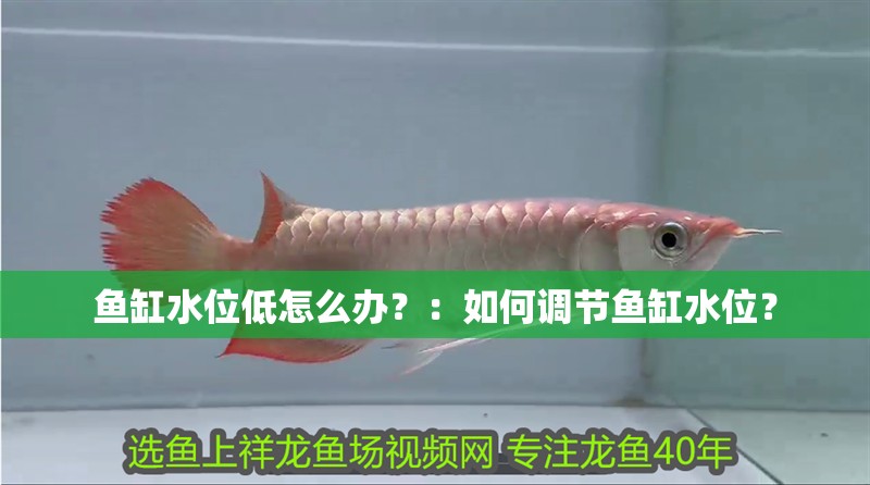 魚缸水位低怎么辦？：如何調(diào)節(jié)魚缸水位？ 魚缸水位低怎么辦？：如何調(diào)節(jié)魚缸水位？ 魚缸百科