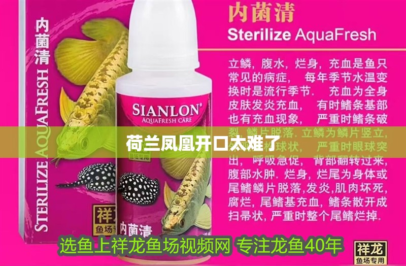 鸚鵡魚和銀龍魚混養(yǎng)怎樣喂食 荷蘭鳳凰開口太難了 龍魚論壇 荷蘭鳳凰開口太難了 荷蘭鳳凰開口太難了 龍魚論壇