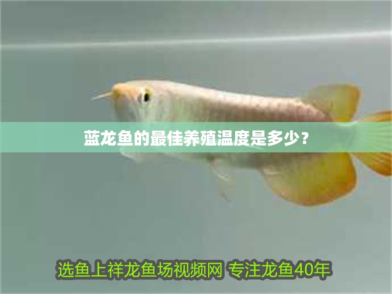 藍(lán)龍魚(yú)的最佳養(yǎng)殖溫度是多少？