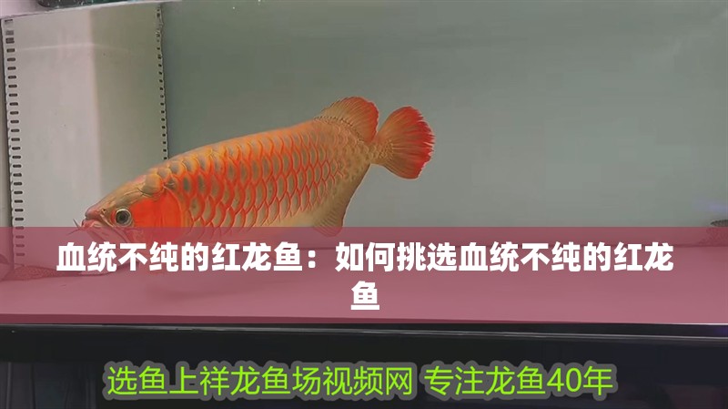 血統不純的紅龍魚：如何挑選血統不純的紅龍魚