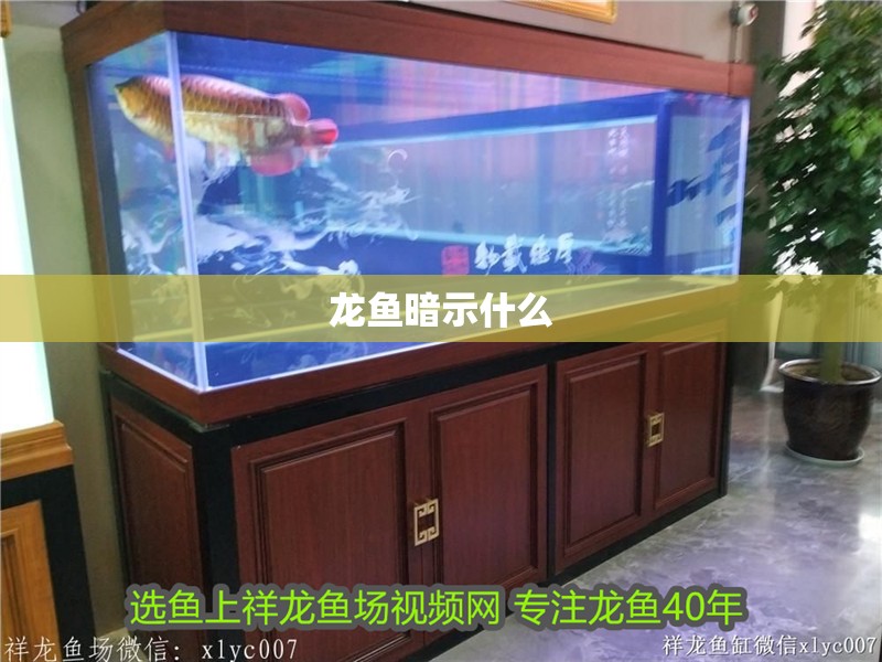 龍魚暗示什么