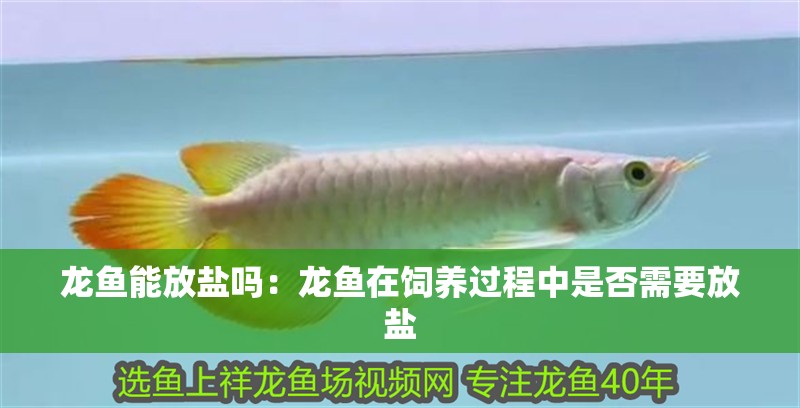 龍魚能放鹽嗎：龍魚在飼養(yǎng)過程中是否需要放鹽