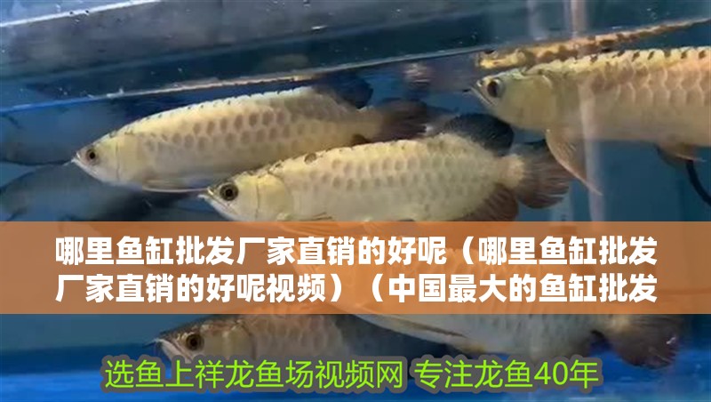 哪里魚缸批發廠家直銷的好呢（哪里魚缸批發廠家直銷的好呢視頻）（中國最大的魚缸批發市場） 哪里魚缸批發廠家直銷的好呢（哪里魚缸批發廠家直銷的好呢視頻）（中國最大的魚缸批發市場） 魚缸百科