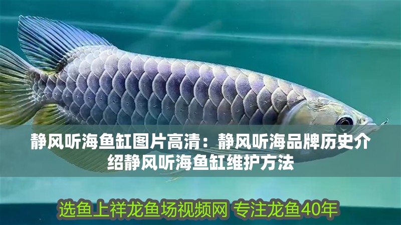 靜風(fēng)聽(tīng)海魚(yú)缸圖片高清：靜風(fēng)聽(tīng)海品牌歷史介紹靜風(fēng)聽(tīng)海魚(yú)缸維護(hù)方法