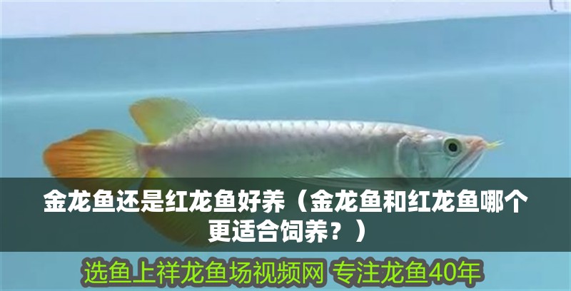 金龍魚還是紅龍魚好養(yǎng)（金龍魚和紅龍魚哪個(gè)更適合飼養(yǎng)？）
