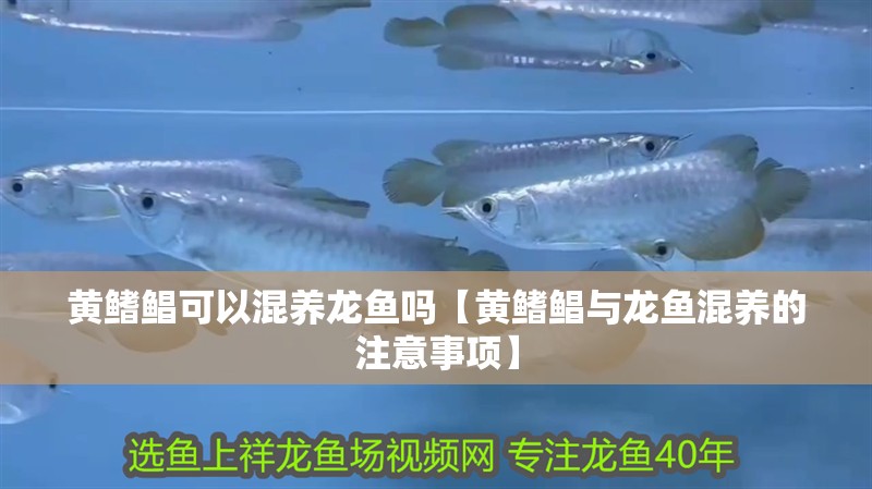 黃鰭鯧可以混養(yǎng)龍魚嗎【黃鰭鯧與龍魚混養(yǎng)的注意事項】