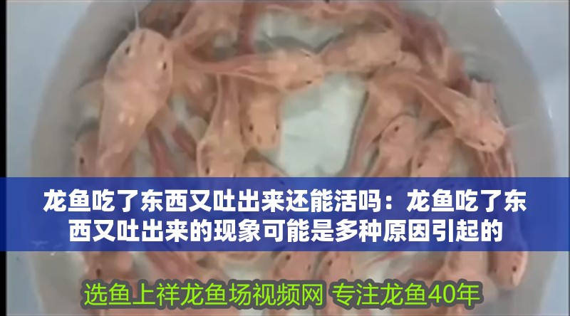 龍魚吃了東西又吐出來還能活嗎：龍魚吃了東西又吐出來的現象可能是多種原因引起的
