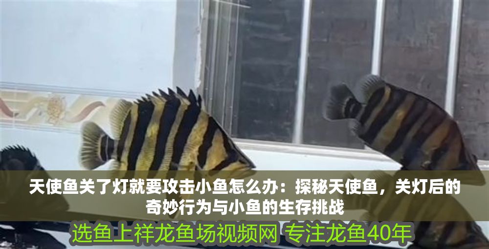天使魚關了燈就要攻擊小魚怎么辦：探秘天使魚，關燈后的奇妙行為與小魚的生存挑戰(zhàn)