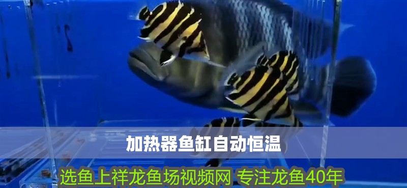 加熱器魚缸自動恒溫