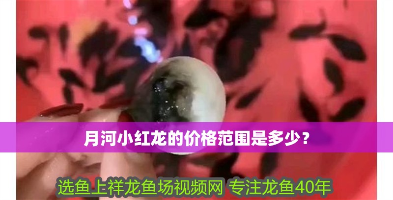 月河小紅龍的價格范圍是多少？