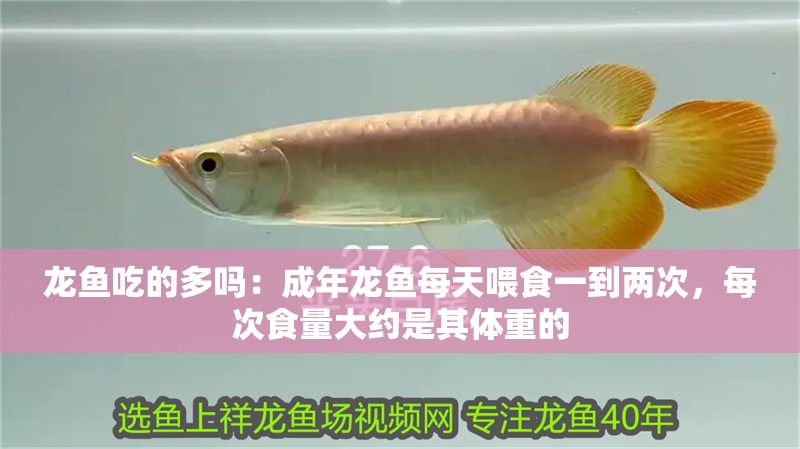 龍魚吃的多嗎：成年龍魚每天喂食一到兩次，每次食量大約是其體重的
