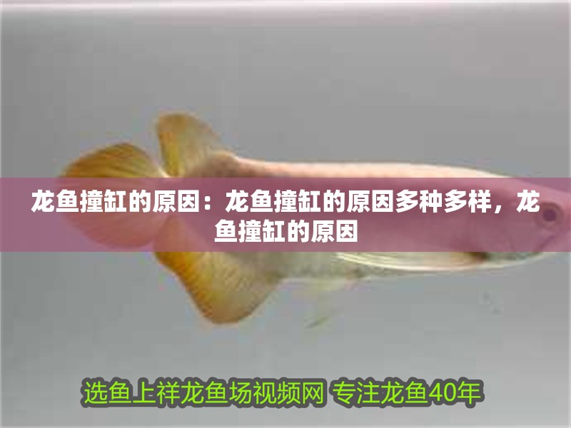 龍魚撞缸的原因：龍魚撞缸的原因多種多樣，龍魚撞缸的原因