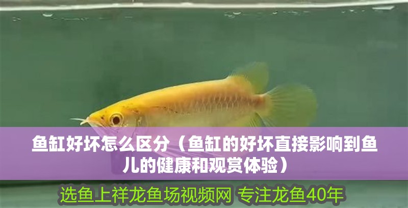 魚缸好壞怎么區分（魚缸的好壞直接影響到魚兒的健康和觀賞體驗）
