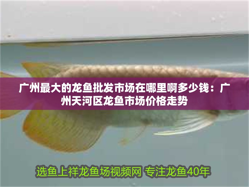 廣州最大的龍魚批發市場在哪里啊多少錢：廣州天河區龍魚市場價格走勢