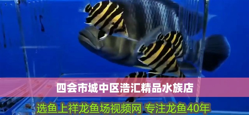 四會市城中區浩匯精品水族店 四會市城中區浩匯精品水族店 全國水族館企業名錄