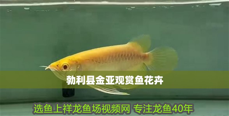 勃利縣金亞觀賞魚花卉 勃利縣金亞觀賞魚花卉 全國水族館企業名錄