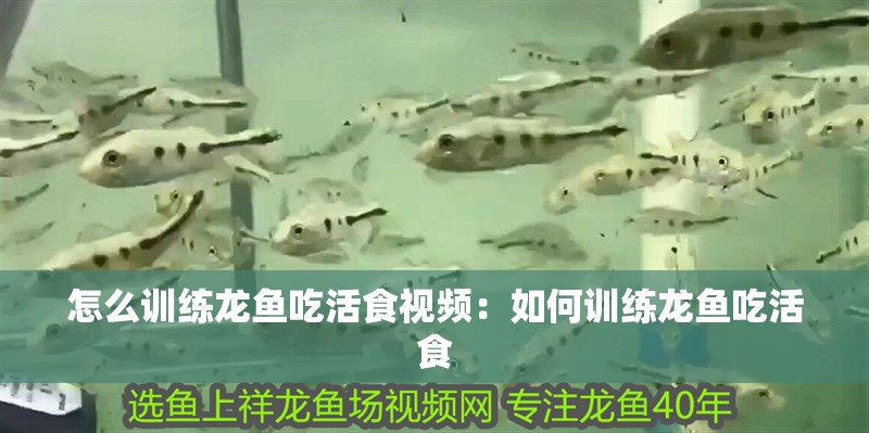 怎么訓練龍魚吃活食視頻：如何訓練龍魚吃活食